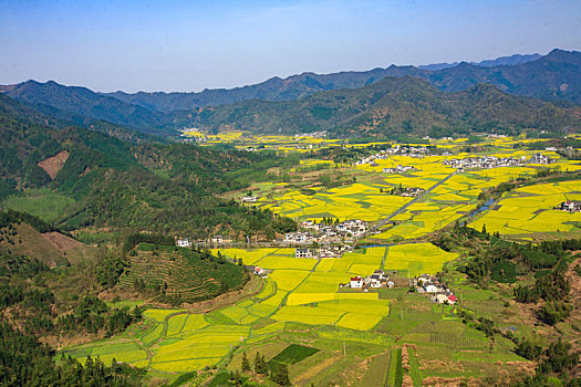 田园,春色,油菜花,漫山遍野,俯瞰,大地,锦绣