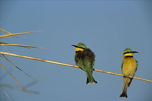 小,食蜂鸟,纳米比亚