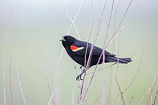红翅黑鹂,草原国家公园,萨斯喀彻温,加拿大