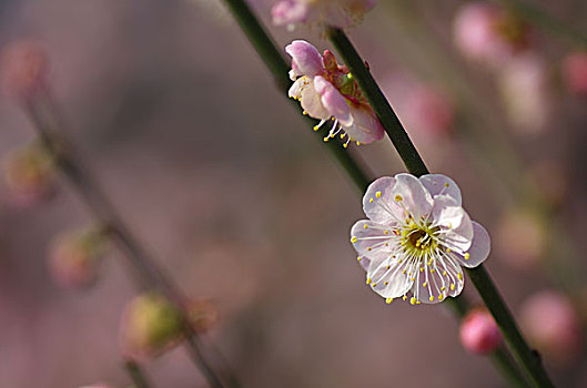 梅花