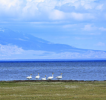 新疆赛里木湖的野生天鹅