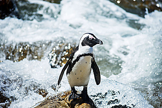 非洲企鹅,水,湾,南非