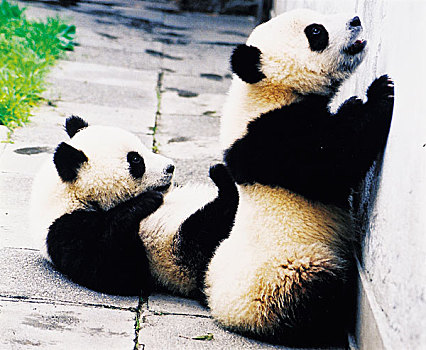 两个,巨大,熊猫,玩,墙壁