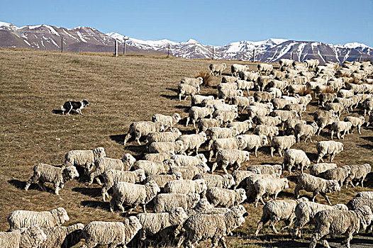 绵羊,靠近,麦肯齐山区,南岛,新西兰