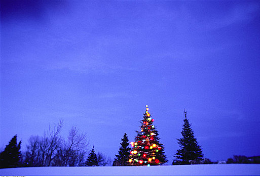圣诞树,户外,夜晚,卡尔加里,艾伯塔省,加拿大