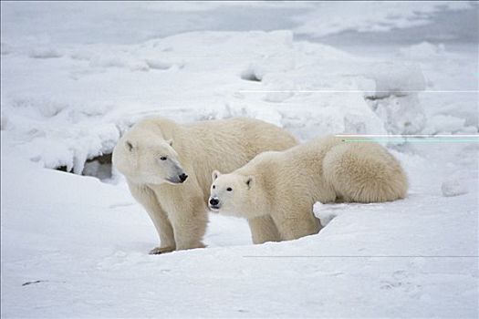 北极熊,一对,丘吉尔市,曼尼托巴,加拿大