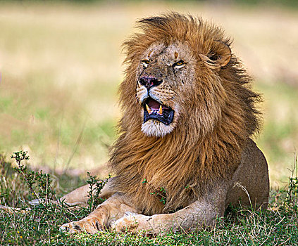 肯尼亚,马赛马拉,狮子,鬃毛,马赛马拉国家保护区
