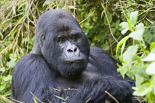 山地大猩猩,大猩猩,火山国家公园,卢旺达,非洲