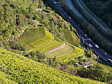 葡萄种植,高速公路,南蒂罗尔,秋天,中欧,意大利,大幅,尺寸