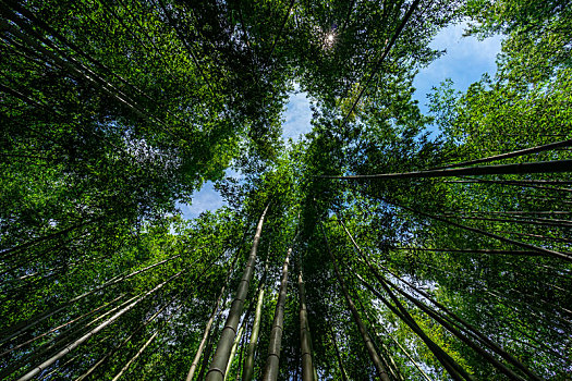 日本京都嵯峨野岚山竹林风光