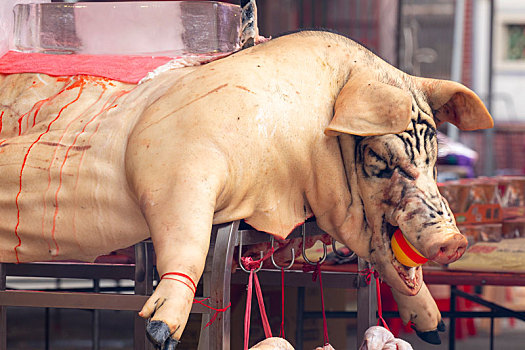 中国鬼节中元普渡信众用大神猪祭祀鬼神