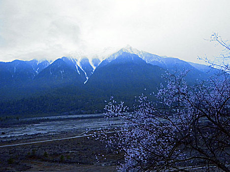 西藏,风光,建筑,花海,山沟,梨花,桃花,林芝,村庄