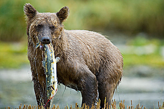 阿拉斯加,卡特迈国家公园,沿岸,棕熊,新鲜,抓住,三文鱼