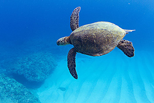 水下视角,龟,游泳,上方,海底,夏威夷,美国