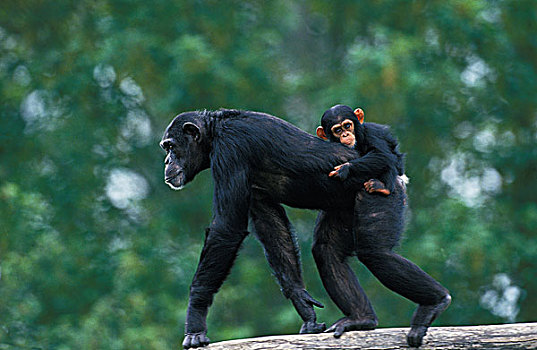 黑猩猩,类人猿,雌性