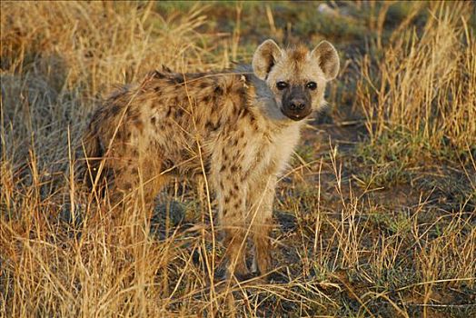 年轻,斑鬣狗,幼兽,塞伦盖蒂国家公园,坦桑尼亚,非洲