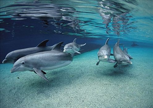 宽吻海豚,群,游泳,浅水,夏威夷