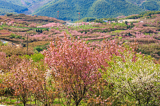 山野,樱花,烂漫