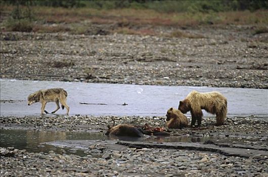 大灰熊,棕熊,狼,杀死,驼鹿,美洲驼鹿,畜体,德纳利国家公园和自然保护区,阿拉斯加