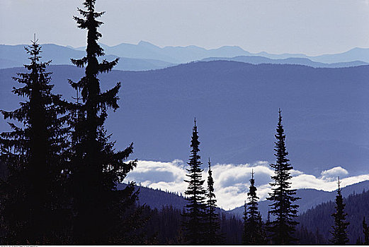 山峦,常青树,不列颠哥伦比亚省,加拿大