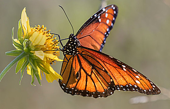 蝴蝶,黄栌属,进食,花,德克萨斯,美国,北美