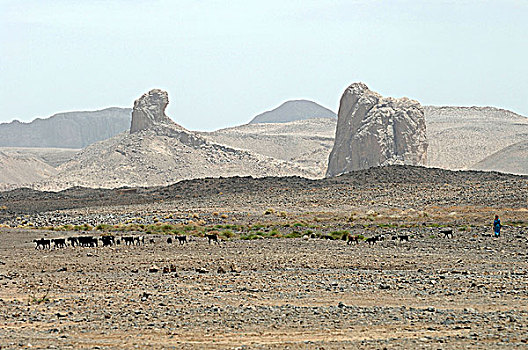 阿尔及利亚,区域,阿哈加尔,荒芜,牧群,山羊