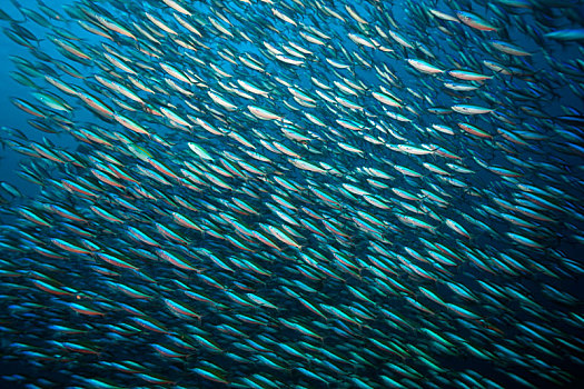 鱼群,霓虹,黑带鳞鳍梅鲷,科莫多国家公园,印度尼西亚