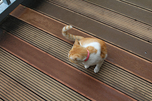 黄棕色家猫特写