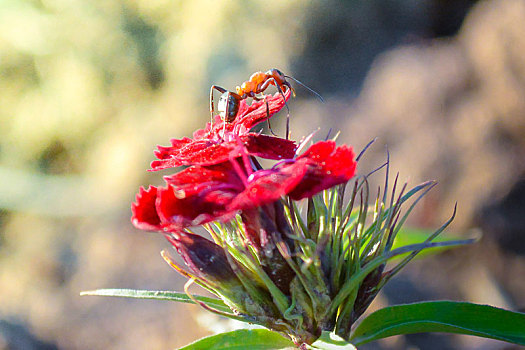 蚂蚁,红花