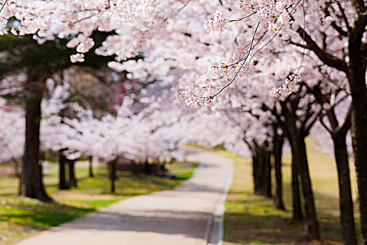 樱花,公园,石川,日本