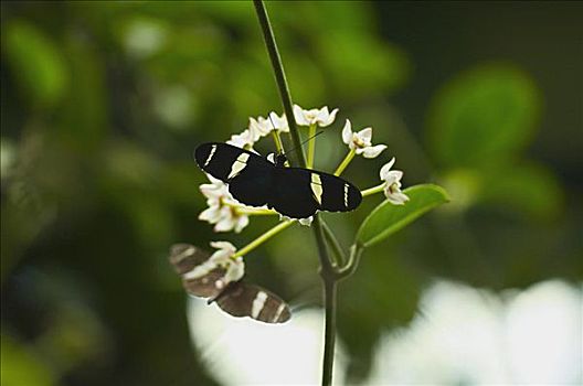 特写,蝴蝶,授粉,花