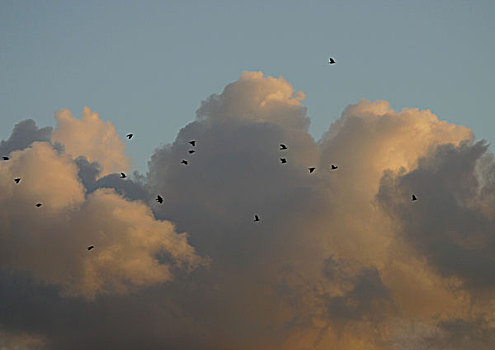 鸟,飞翔,天空,云,背景