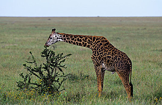 坦桑尼亚,塞伦盖蒂,马赛长颈鹿,浏览,刺槐