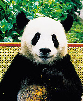 照片,巨大,熊猫