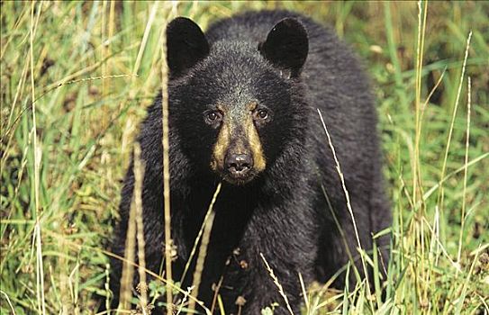 黑熊,美洲黑熊,哺乳动物,落基山脉,加拿大,北美,动物