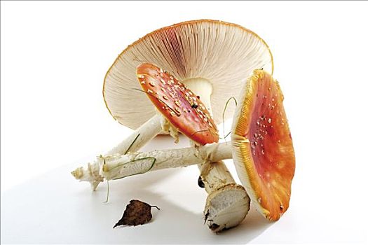毒蝇伞,蘑菇,白毒蝇鹅膏菌
