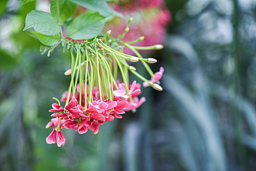 花朵局部特写