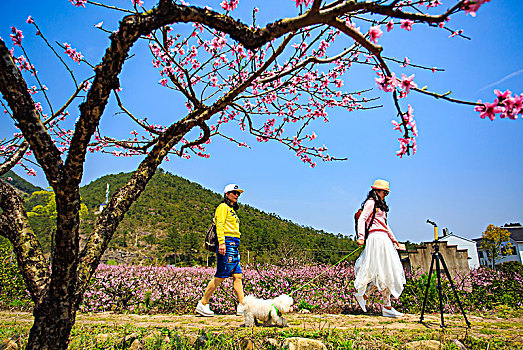 美女,桃花