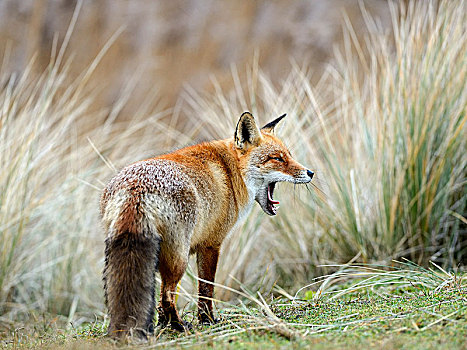 红狐,狐属,张嘴,哈欠,北荷兰,荷兰