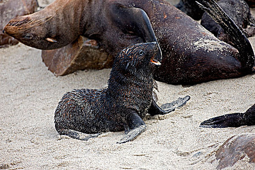 毛海狮,幼仔,叫,克罗斯角,纳米比亚