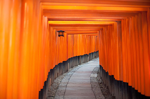 隧道,红色,大门,伏见,日本