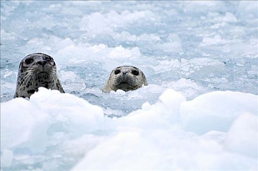 斑海豹,浮冰,惊讶,冰河,威廉王子湾,阿拉斯加,夏天