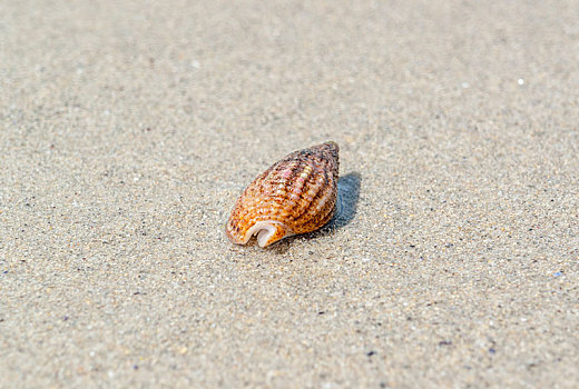 蜗牛壳,海滩