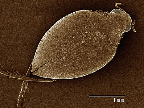 电子显微扫描图,爬行,水,甲虫,甲虫类