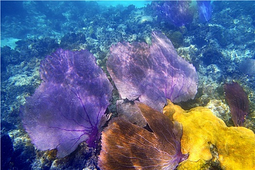 珊瑚海扇,紫色,珊瑚