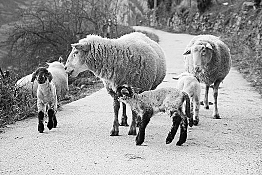 绵羊,山羊,走,乡村道路,牲畜,动物,自然