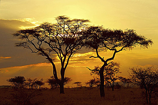非洲,坦桑尼亚,日落