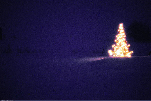 圣诞树,户外,夜晚