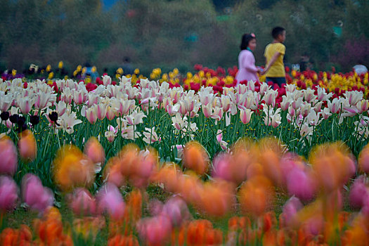 郁金香,花园,湖南省植物园