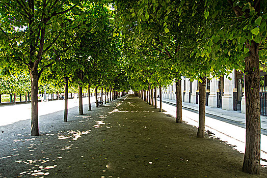 法国,巴黎,花园,遮蔽,小路,酸橙树